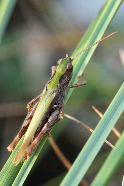 Chorthippus mollis - halk tarlósáska