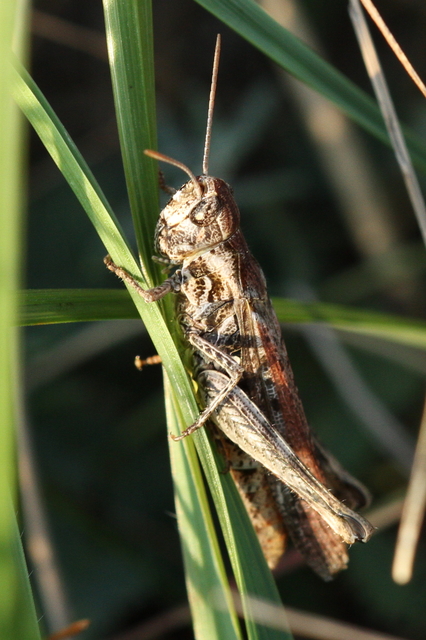 Chorthippus (Glyptobothrus) (subgenus)