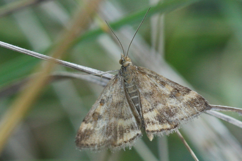 Pyrausta despicata - réti bíbormoly
