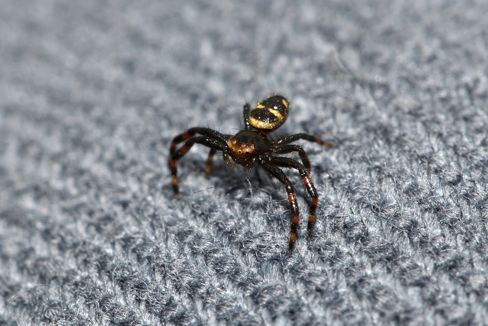 Synema ornatum - kutyatej-karolópók