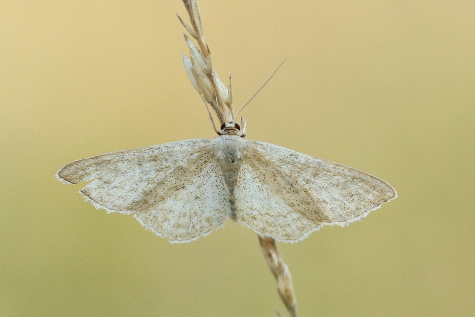 Scopula virgulata - vesszős sávosaraszoló