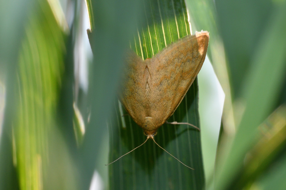 Sitochroa verticalis - világossárga dudvamoly