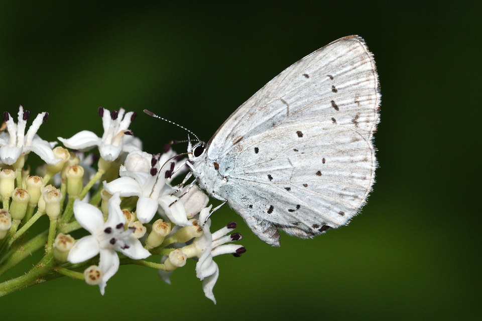Celastrina argiolus - bengeboglárka