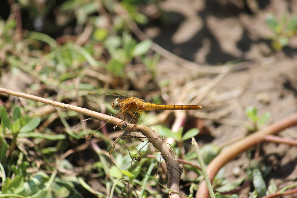 Orthetrum coerulescens - karcsú pásztorszitakötő