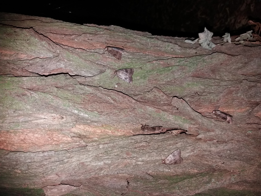 Amphipyra berbera/pyramidea