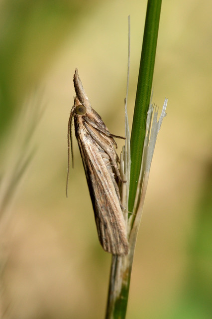 Ematheudes punctella - kúposfejű karcsúmoly