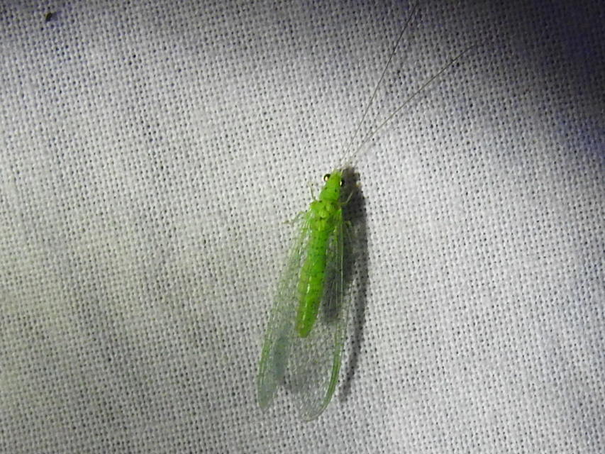 Chrysopidae - zöldfátyolkák