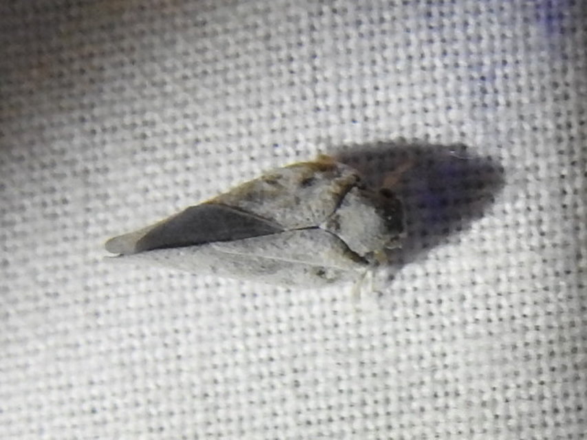 Metcalfa pruinosa - amerikai lepkekabóca