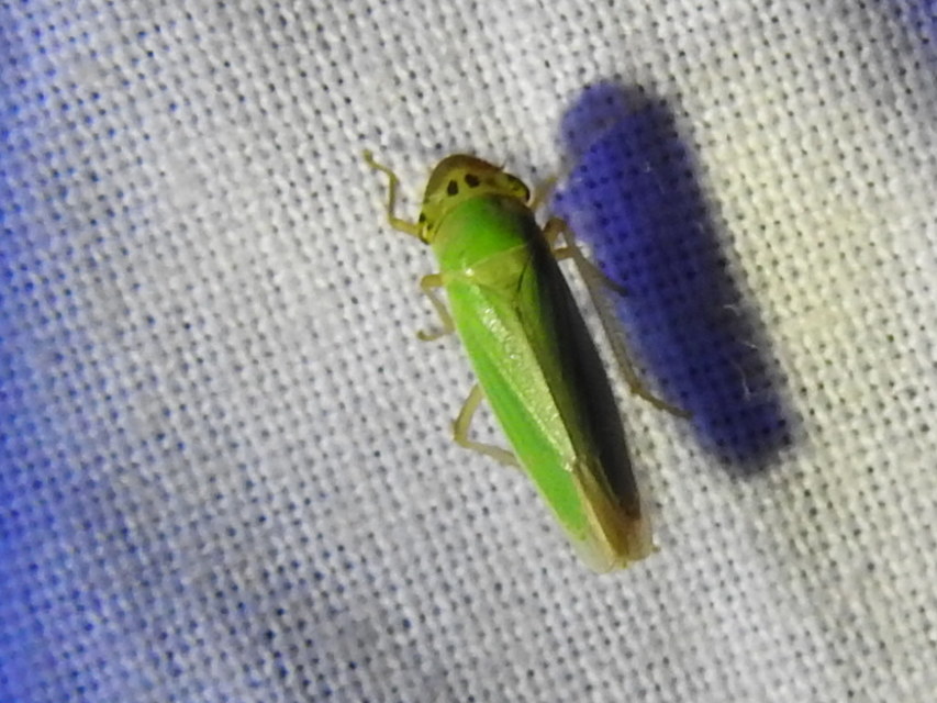 Cicadella viridis - méregzöld kabóca