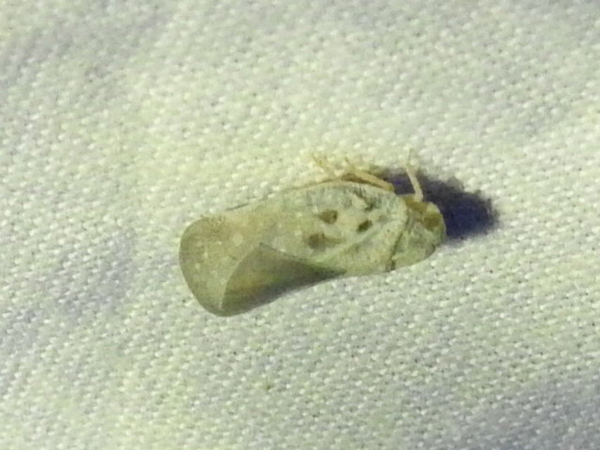 Metcalfa pruinosa - amerikai lepkekabóca