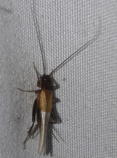 Stenonemobius bicolor ponticus - pontuszi karcsútücsök