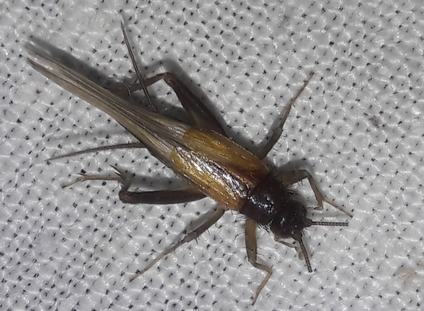 Stenonemobius bicolor ponticus - pontuszi karcsútücsök