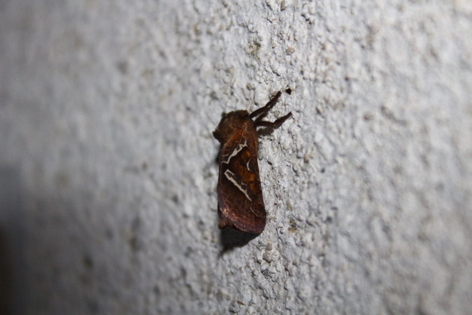 Triodia sylvina - kis gyökérrágólepke