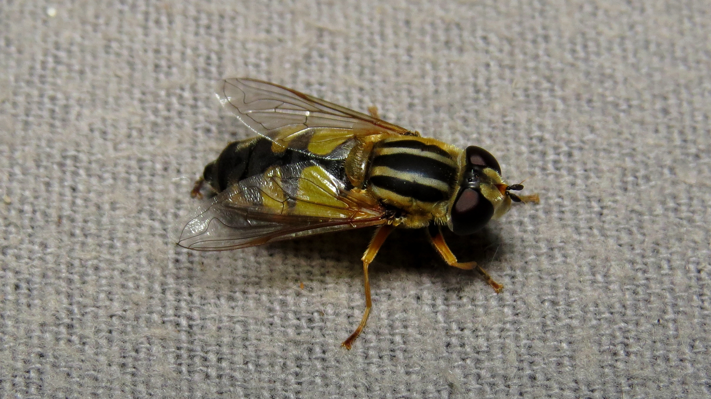 Helophilus affinis - északi mocsárilégy