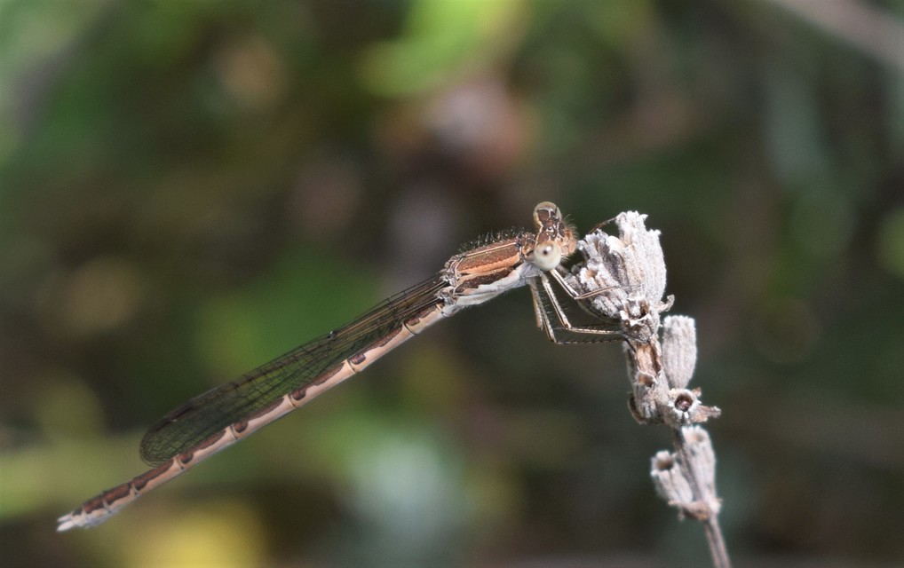 Sympecma fusca - téli rablószitakötő