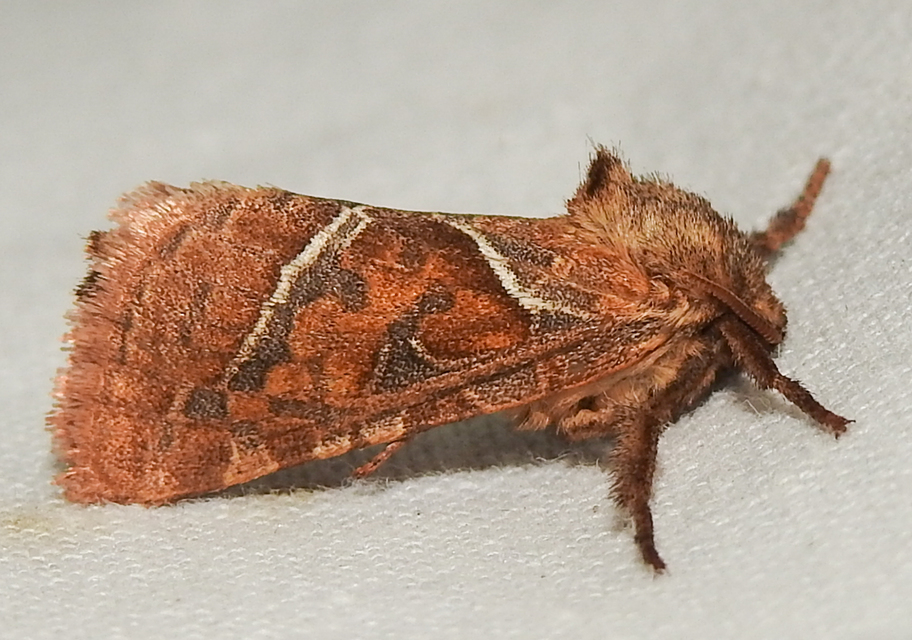 Triodia sylvina - kis gyökérrágólepke