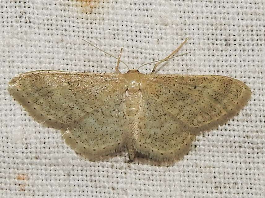 Idaea sylvestraria - szürke sávosaraszoló
