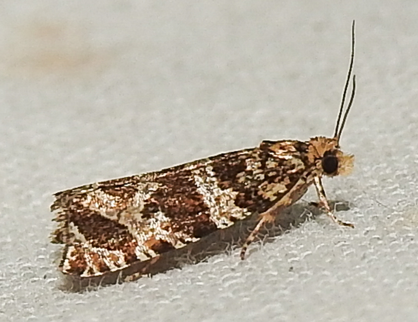 Celypha rivulana - dudvasodró tükrösmoly