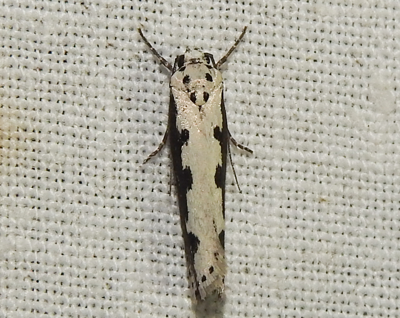 Ethmia bipunctella - kétpettyes feketemoly