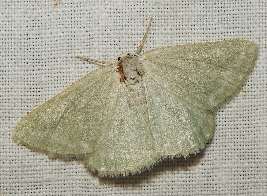 Pseudoterpna pruinata - hamvas zöldaraszoló