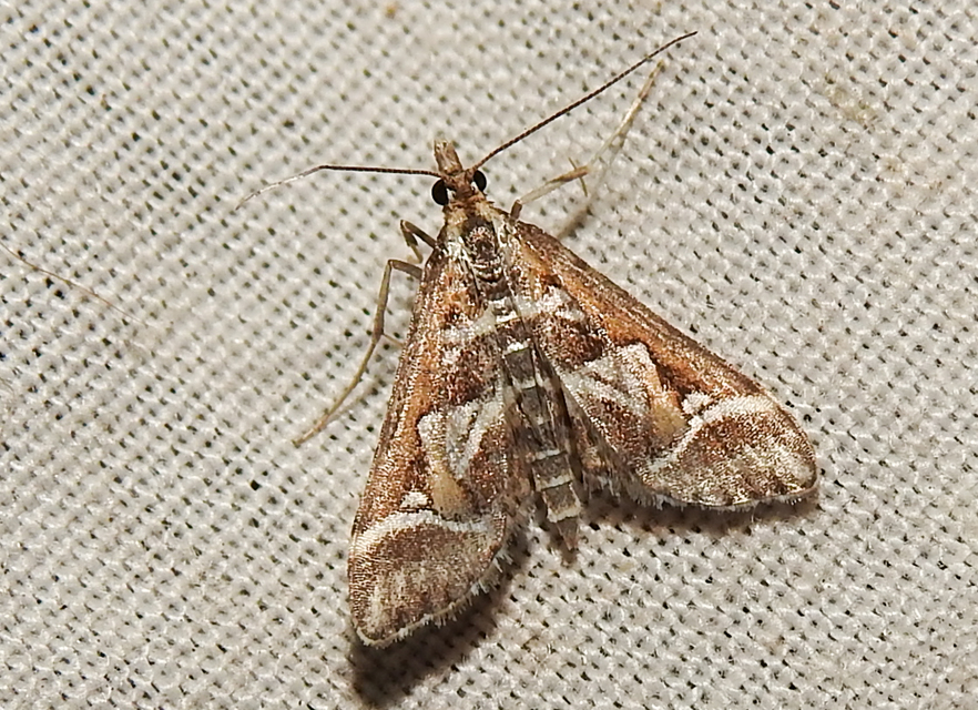 Diasemia reticularis - betűmintás tűzmoly