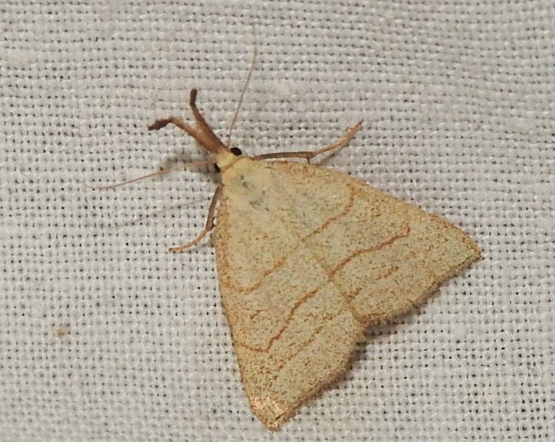 Polypogon tentacularia - sötétaljú karcsúbagoly