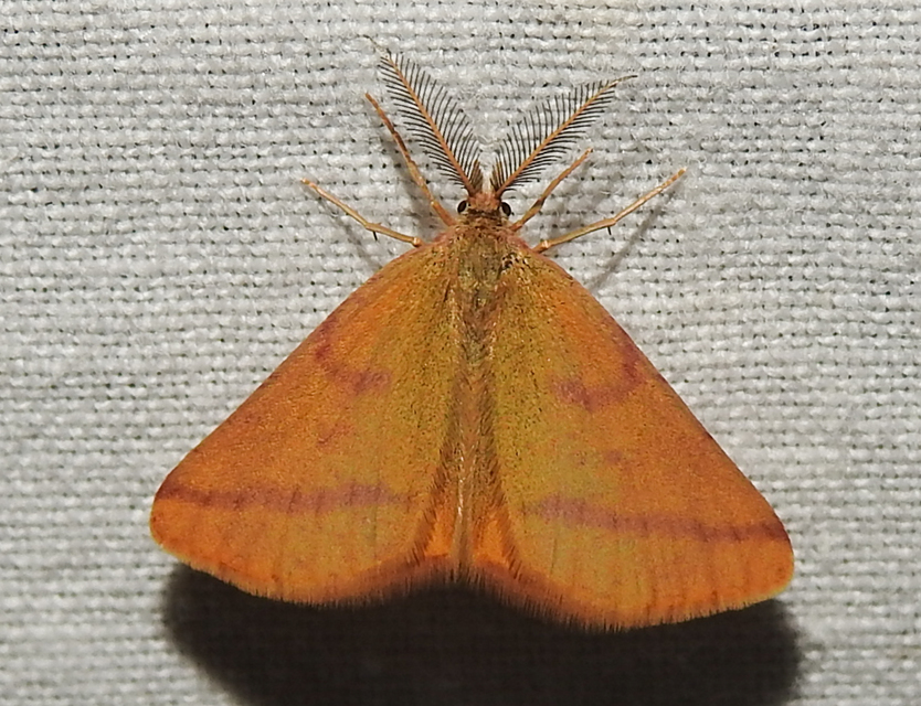 Lythria purpuraria - bíborsávos araszoló