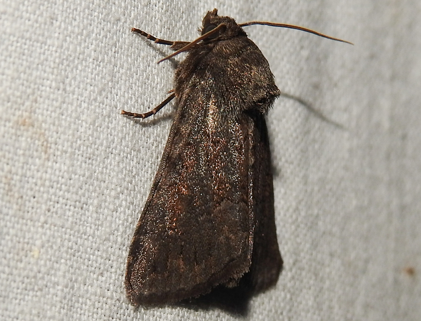 Thalpophila matura - fakó erdeibagoly