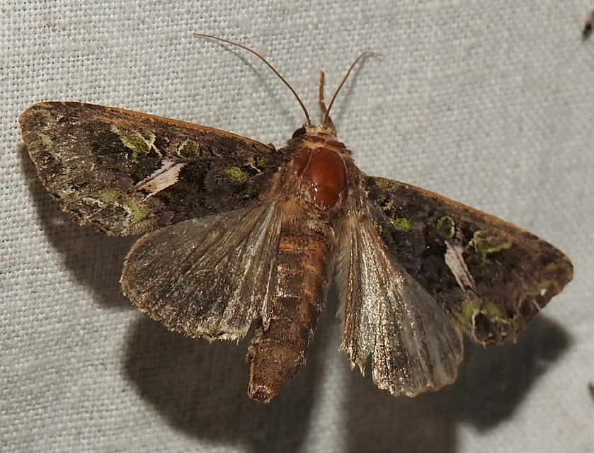Trachea atriplicis - nyári zöldbagoly