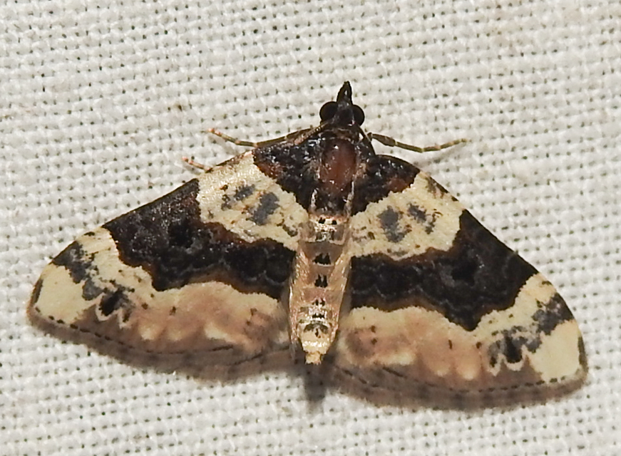 Cosmorhoe ocellata - szemes galajaraszoló