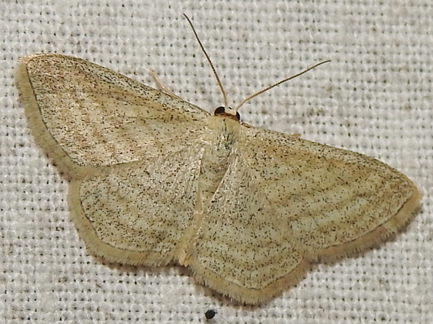 Scopula virgulata - vesszős sávosaraszoló