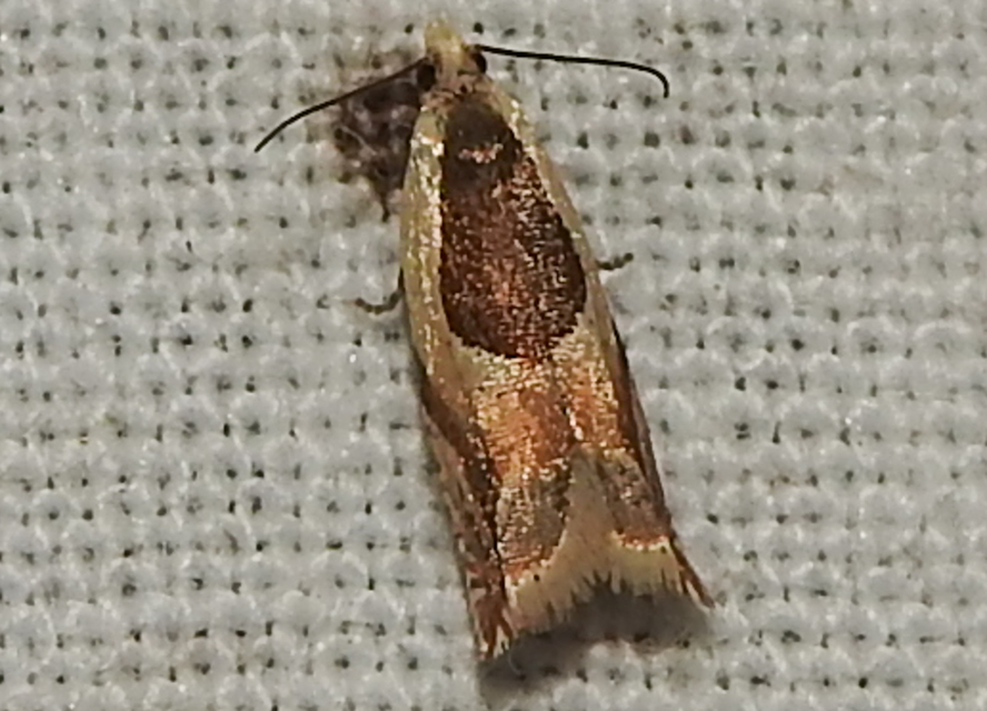Ancylis paludana - turjáni horgasmoly
