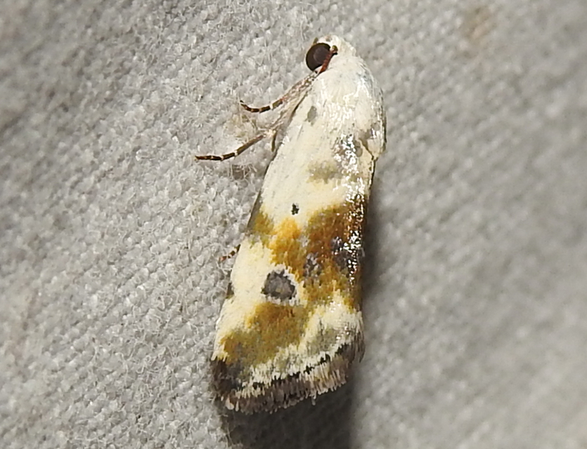 Ponometia candefacta - parlagfűbagoly