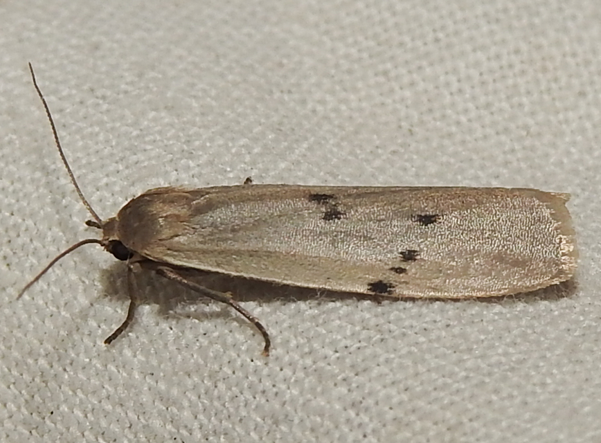 Pelosia muscerda - hamvas zuzmószövő