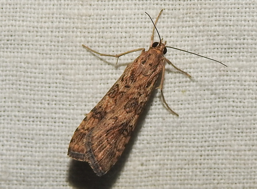 Nomophila noctuella - közönséges vándormoly