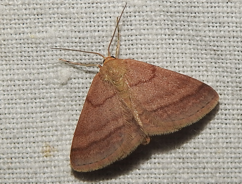 Scopula rubiginata - réti pirosaraszoló