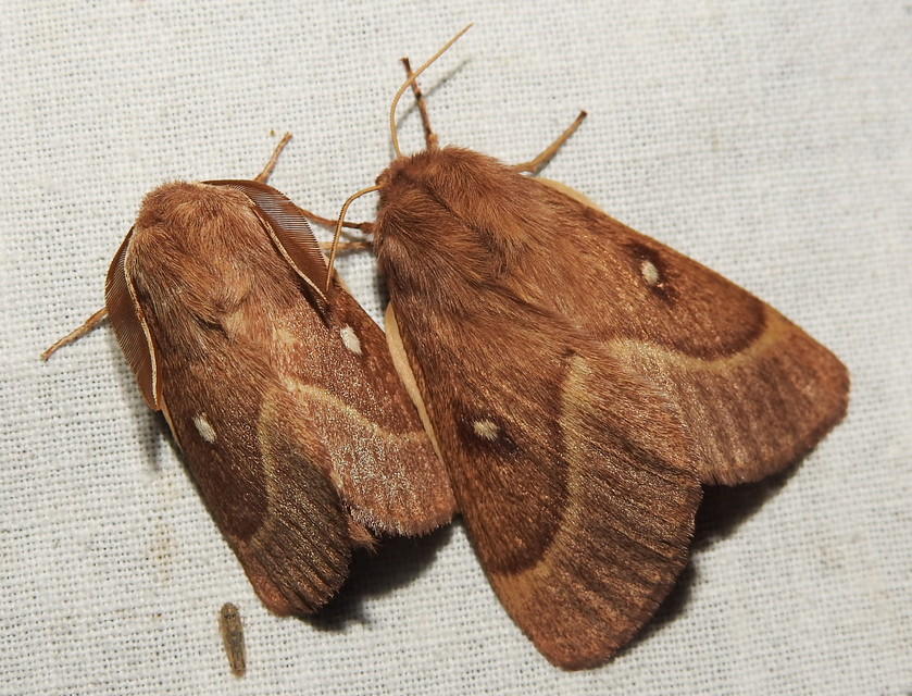 Lasiocampa trifolii - lóhereszövő