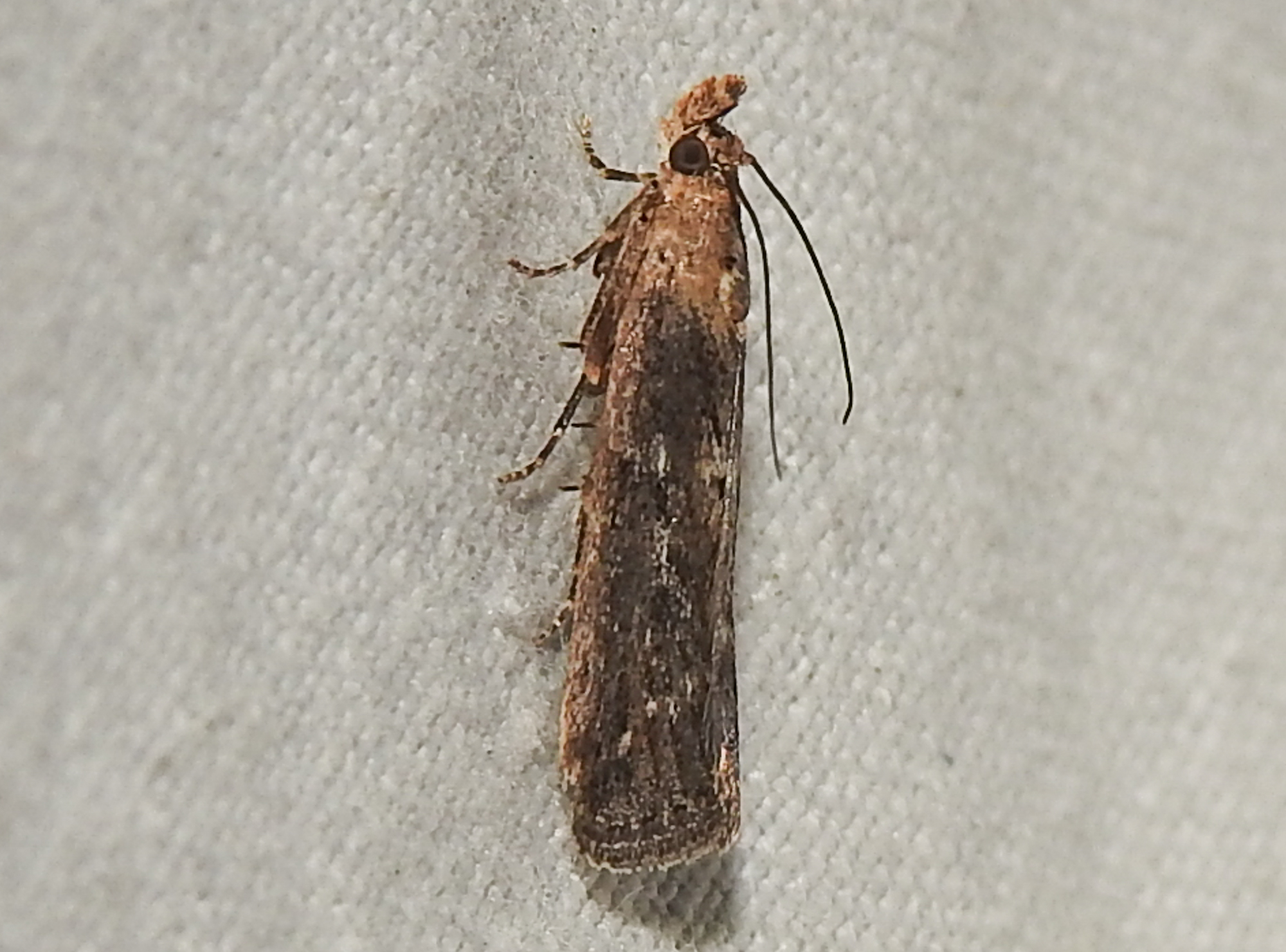 Isauria dilucidella - sziki karcsúmoly