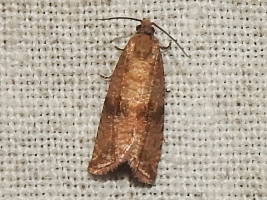 Celypha striana - pitypangfúró tükrösmoly