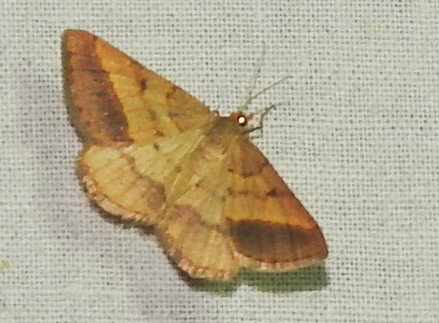 Tephrina arenacearia - lucerna-araszoló