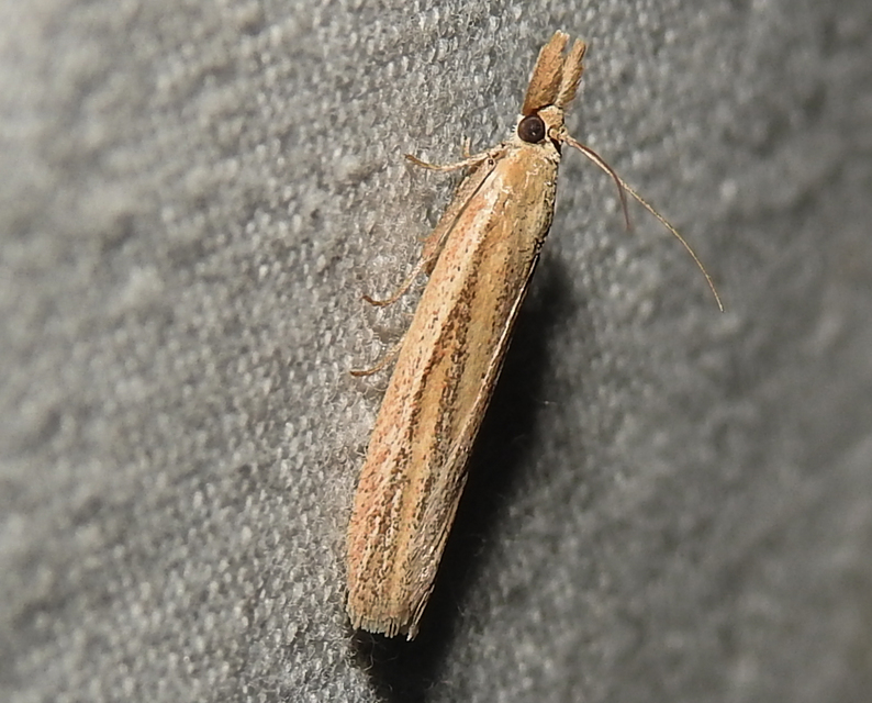 Anerastia lotella - gabonarágó karcsúmoly