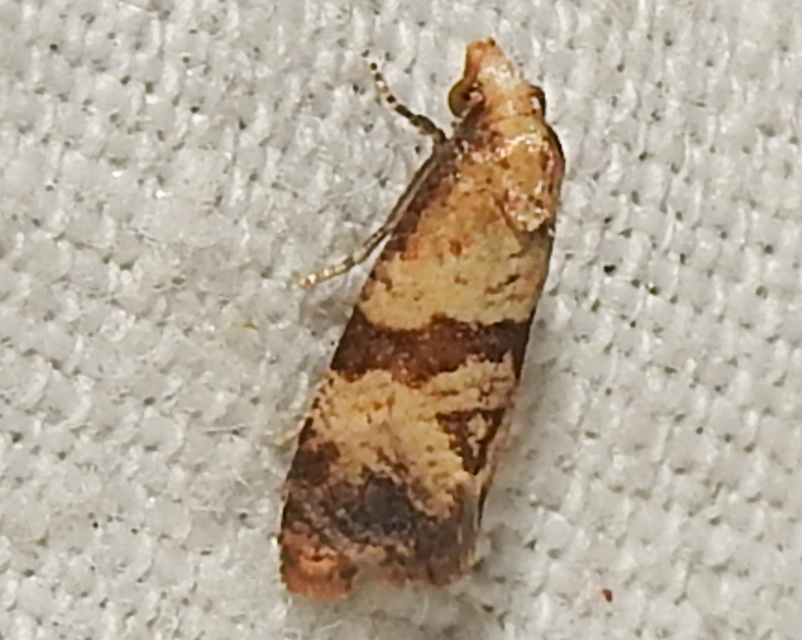 Phalonidia contractana - pipitér-fúrómoly