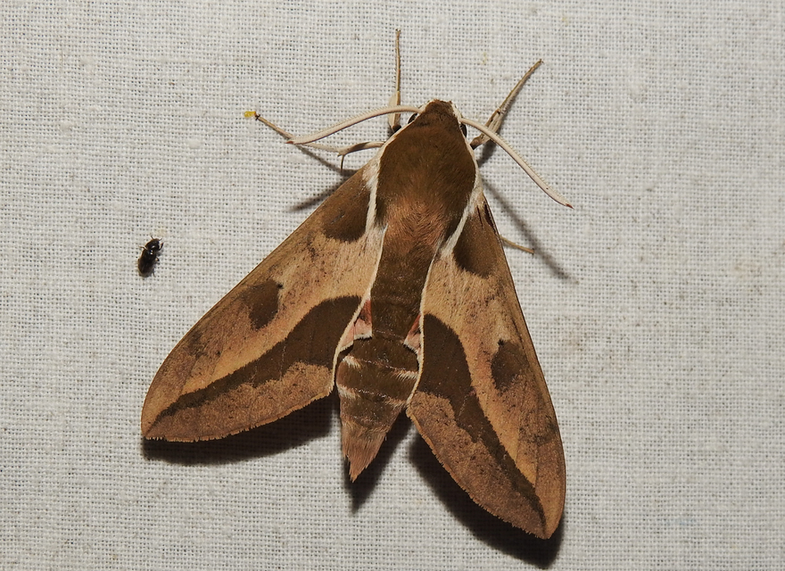 Hyles euphorbiae - kutyatejszender