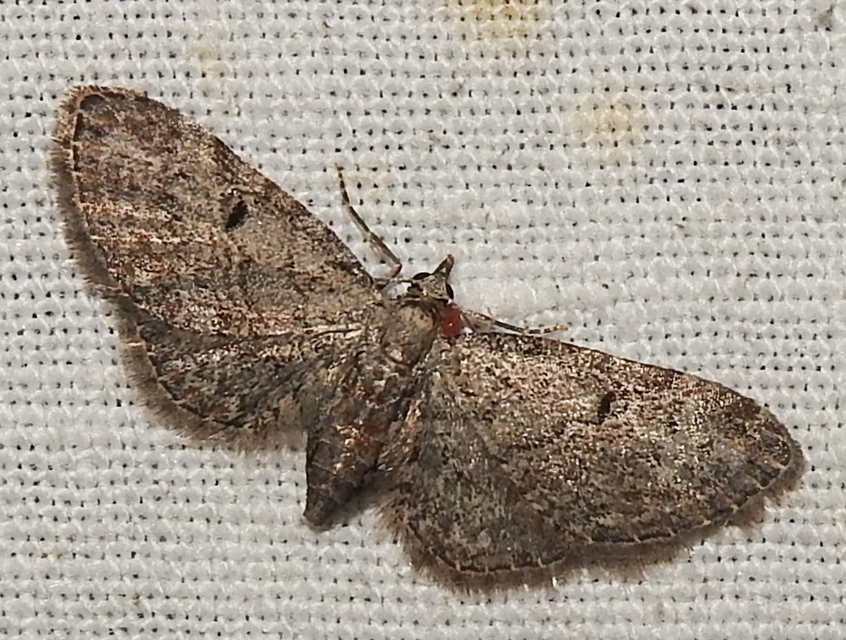 Eupithecia inturbata - juhar-törpearaszoló