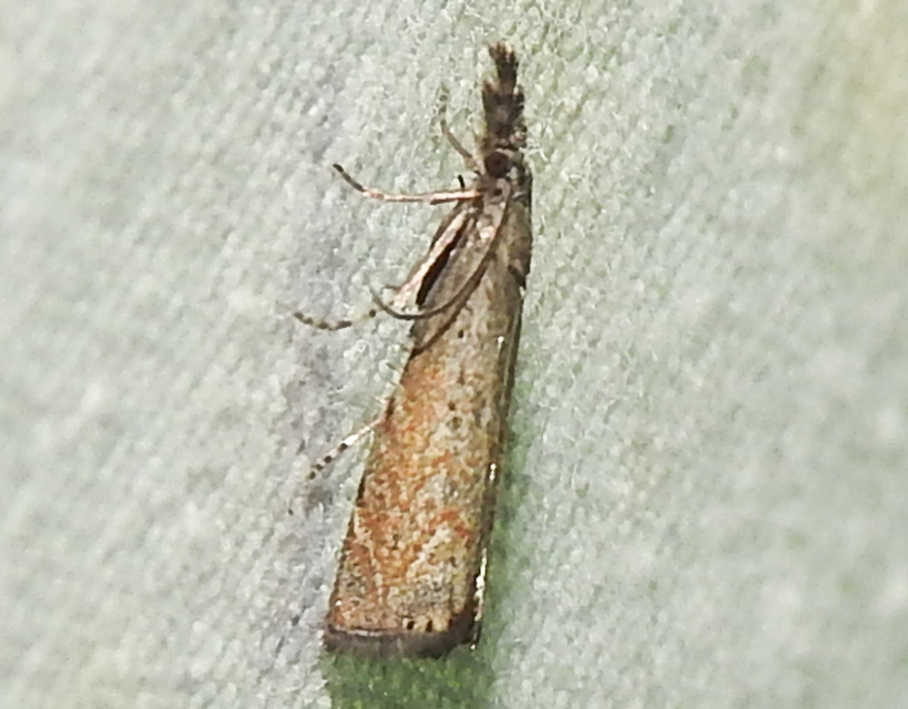 Platytes cerussella - törpe fűgyökérmoly