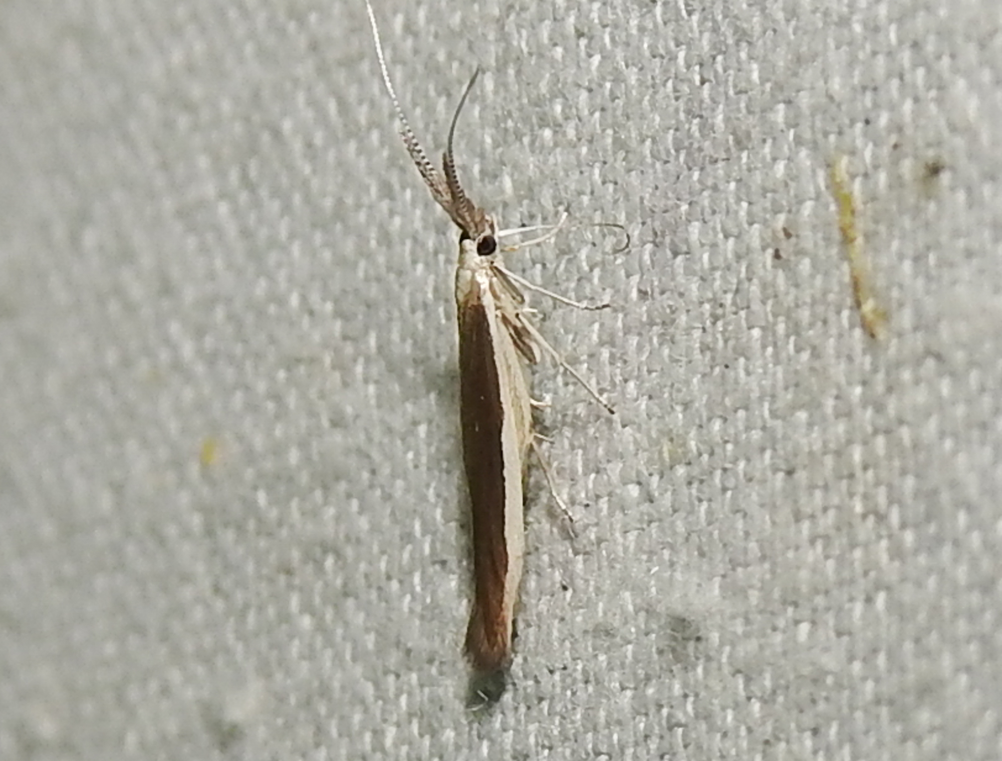 Coleophora trientella - homoki zsákosmoly