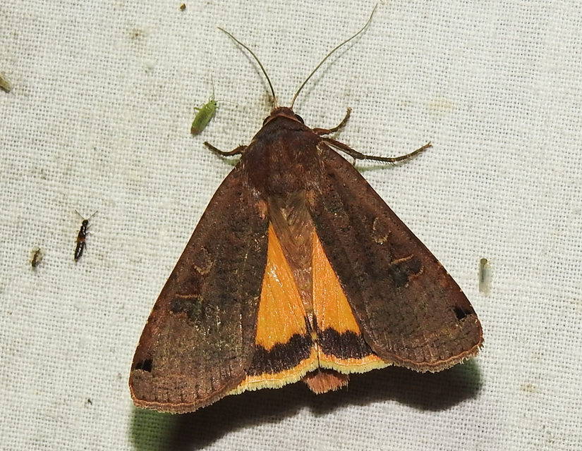 Noctua pronuba - nagy sárgafűbagoly