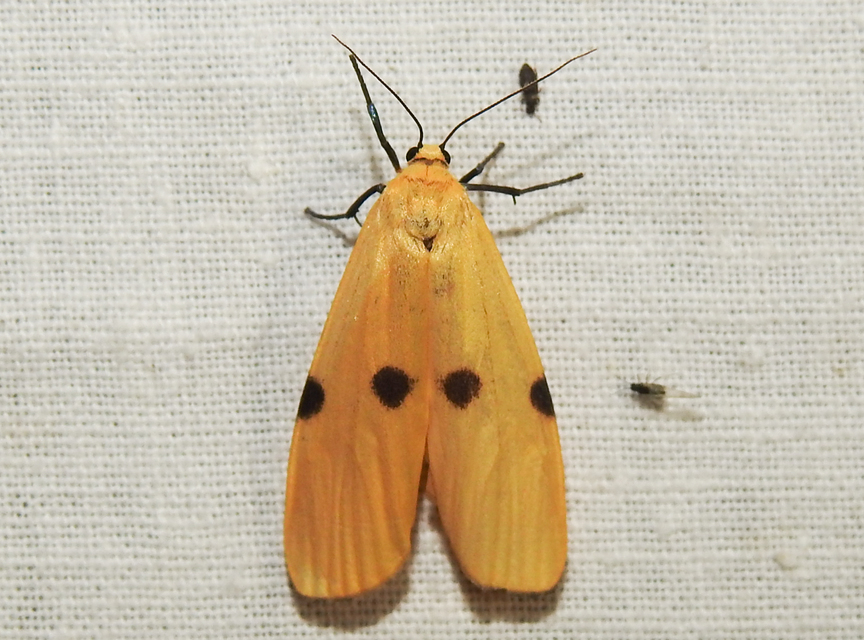 Lithosia quadra - négypettyes zuzmószövő