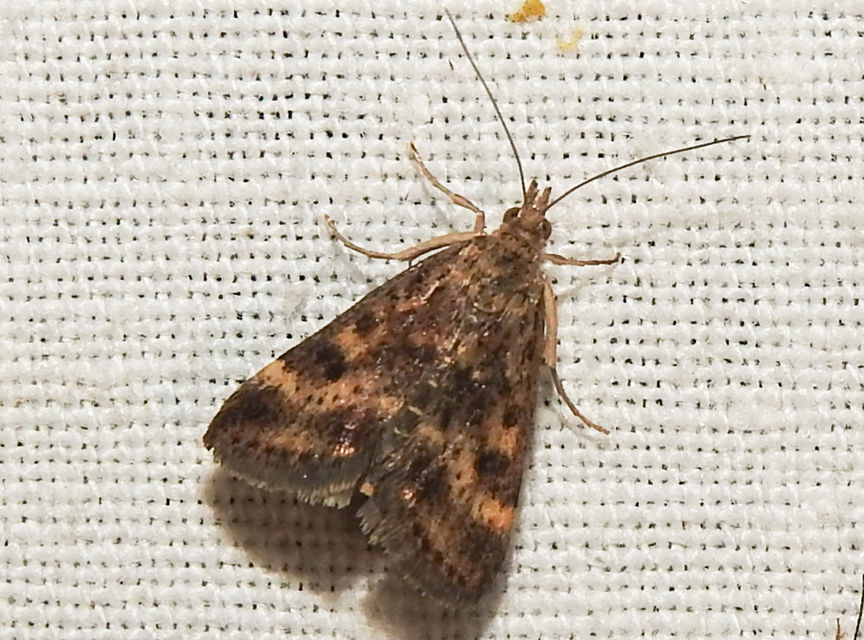 Pyrausta despicata - réti bíbormoly