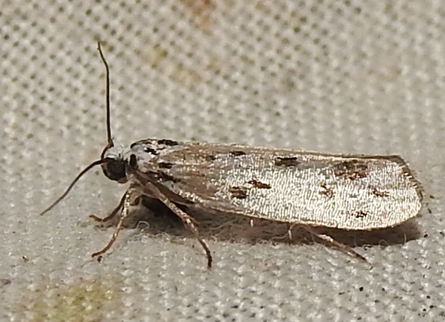 Ethmia dodecea - tízpettyes feketemoly